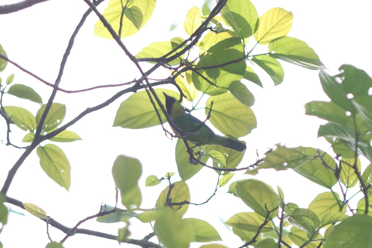 Blue-winged Leafbird - ML616105829