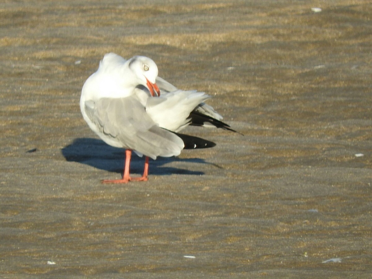 Gray-hooded Gull - ML616105919