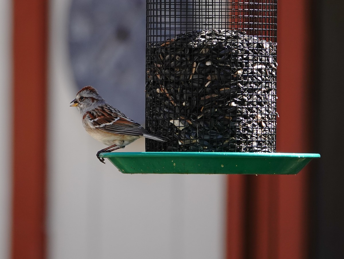 American Tree Sparrow - ML616105980