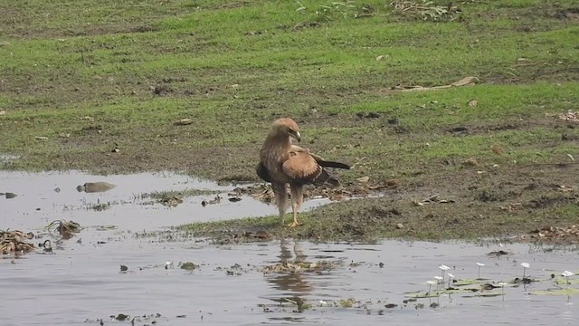 Indian Spotted Eagle - ML616106187