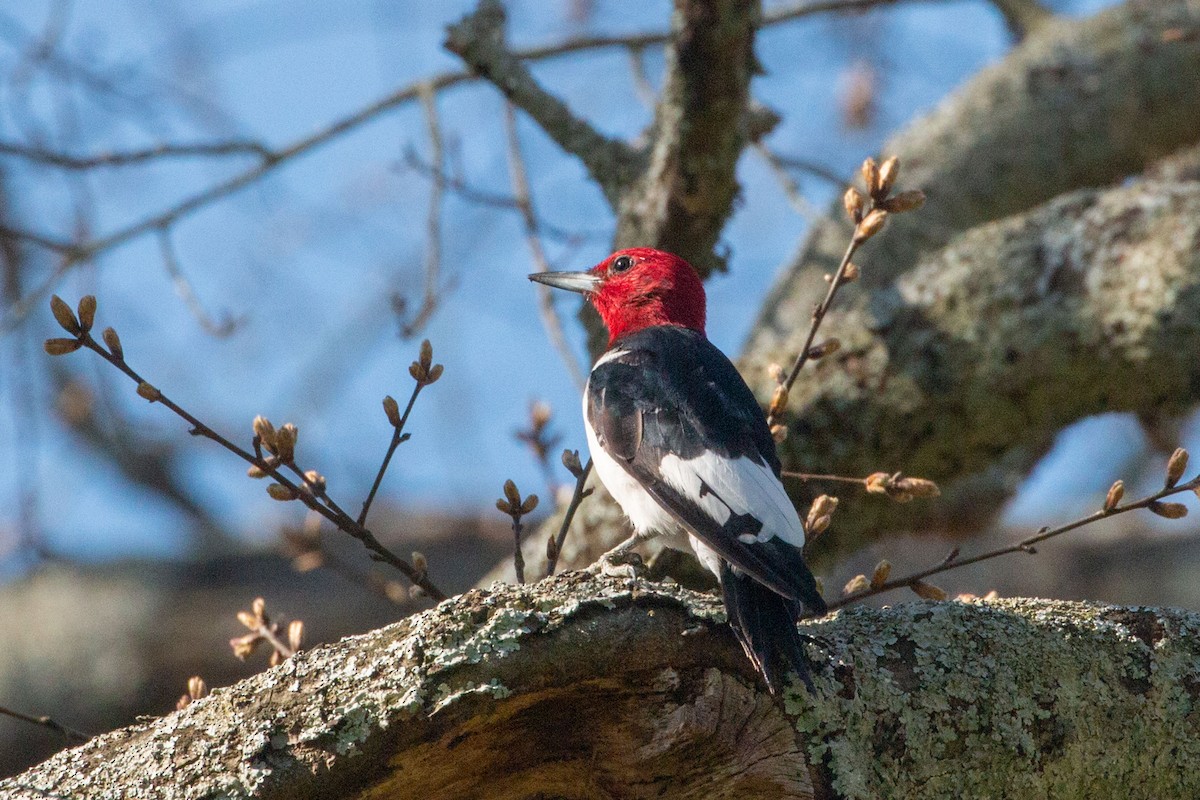 Red-headed Woodpecker - ML616106292