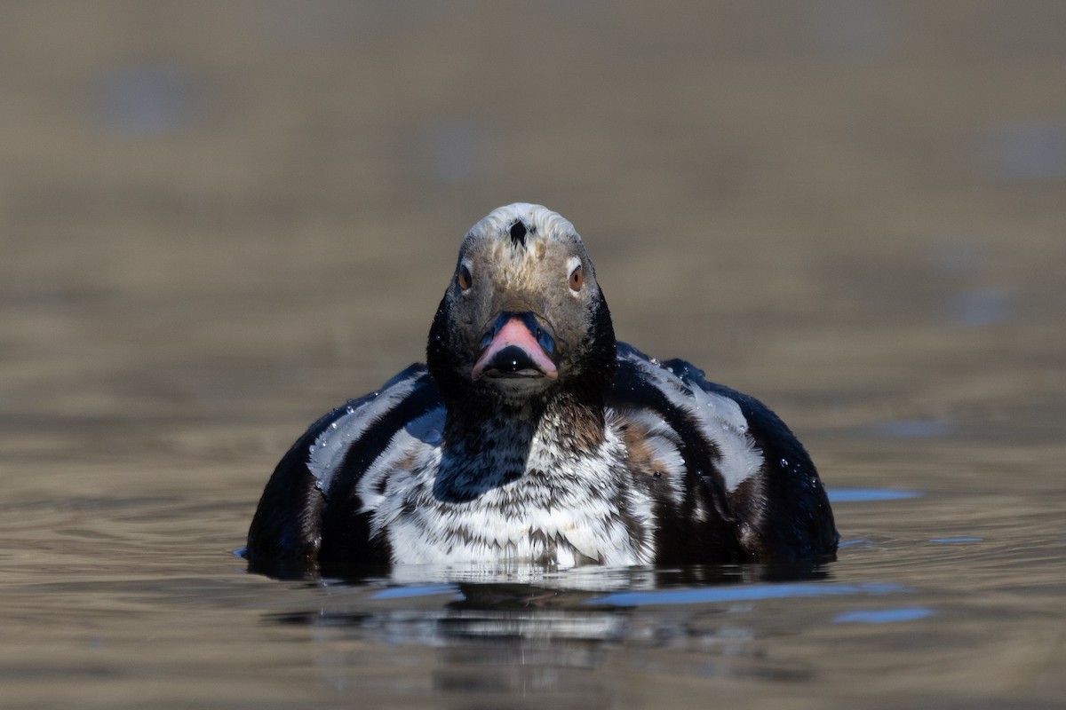 Long-tailed Duck - ML616106323