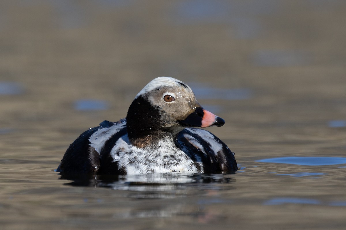 Long-tailed Duck - ML616106324