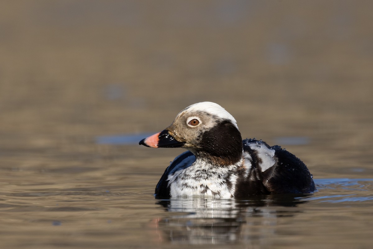 Long-tailed Duck - Ross Gallardy