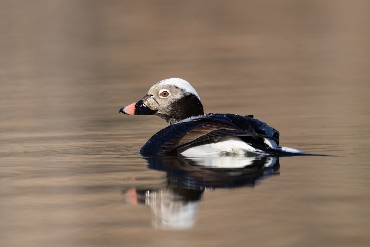 Long-tailed Duck - ML616106326