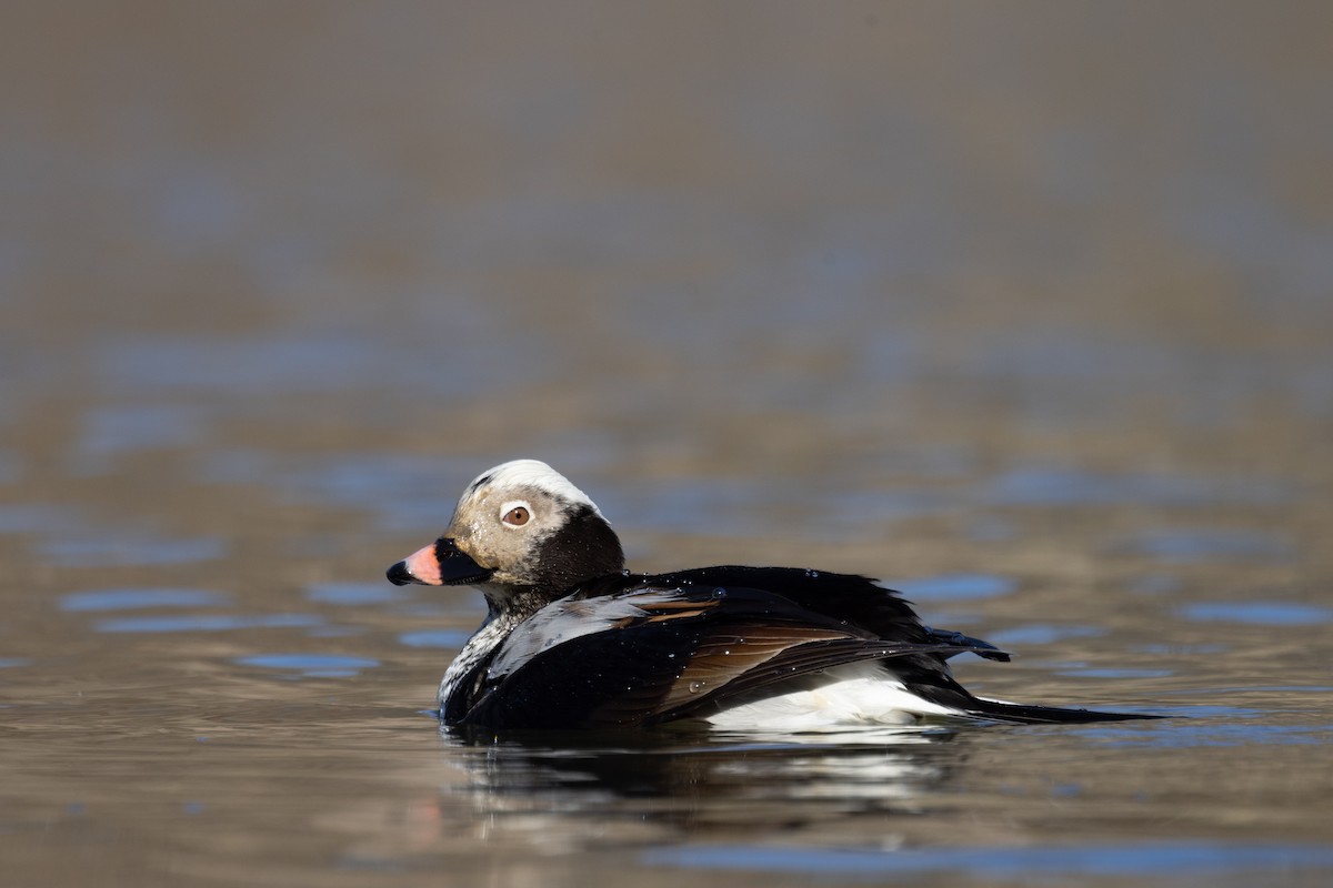 Long-tailed Duck - Ross Gallardy