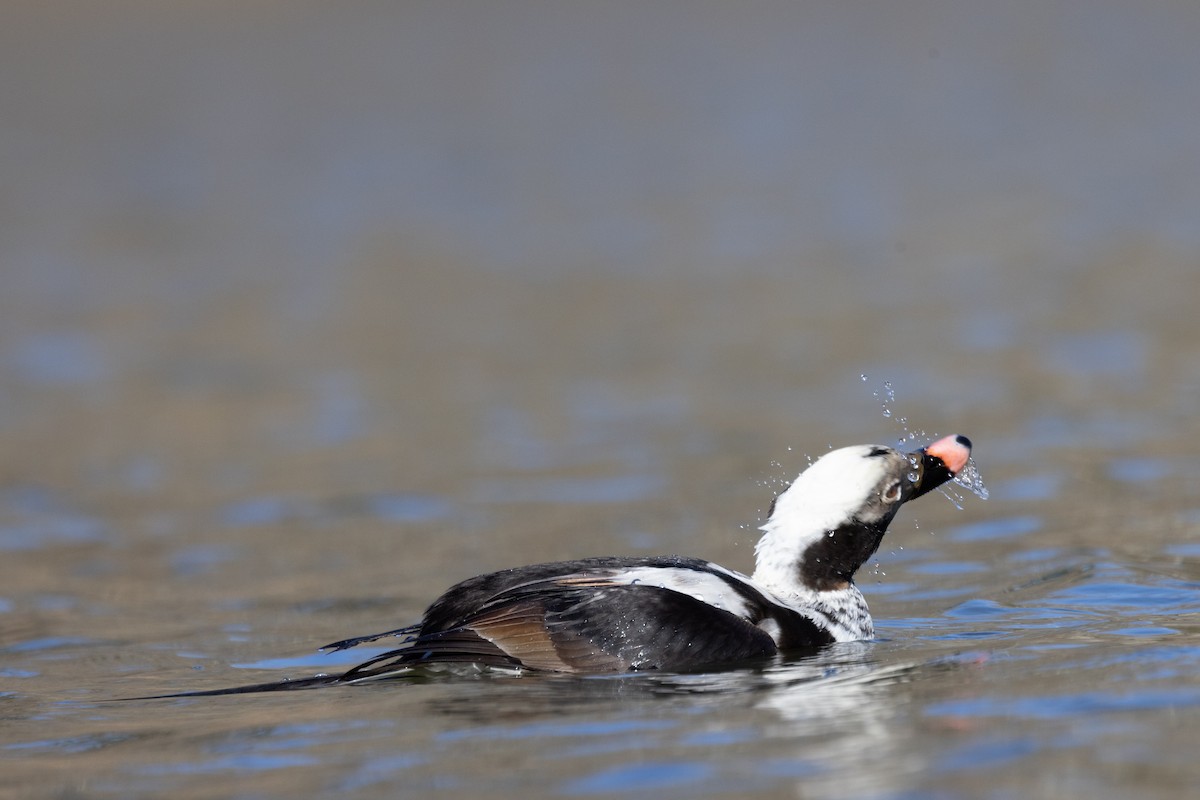 Long-tailed Duck - ML616106330