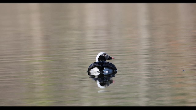 Long-tailed Duck - ML616106332