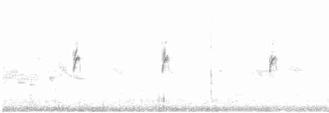 Plectrophane des neiges - ML616106356