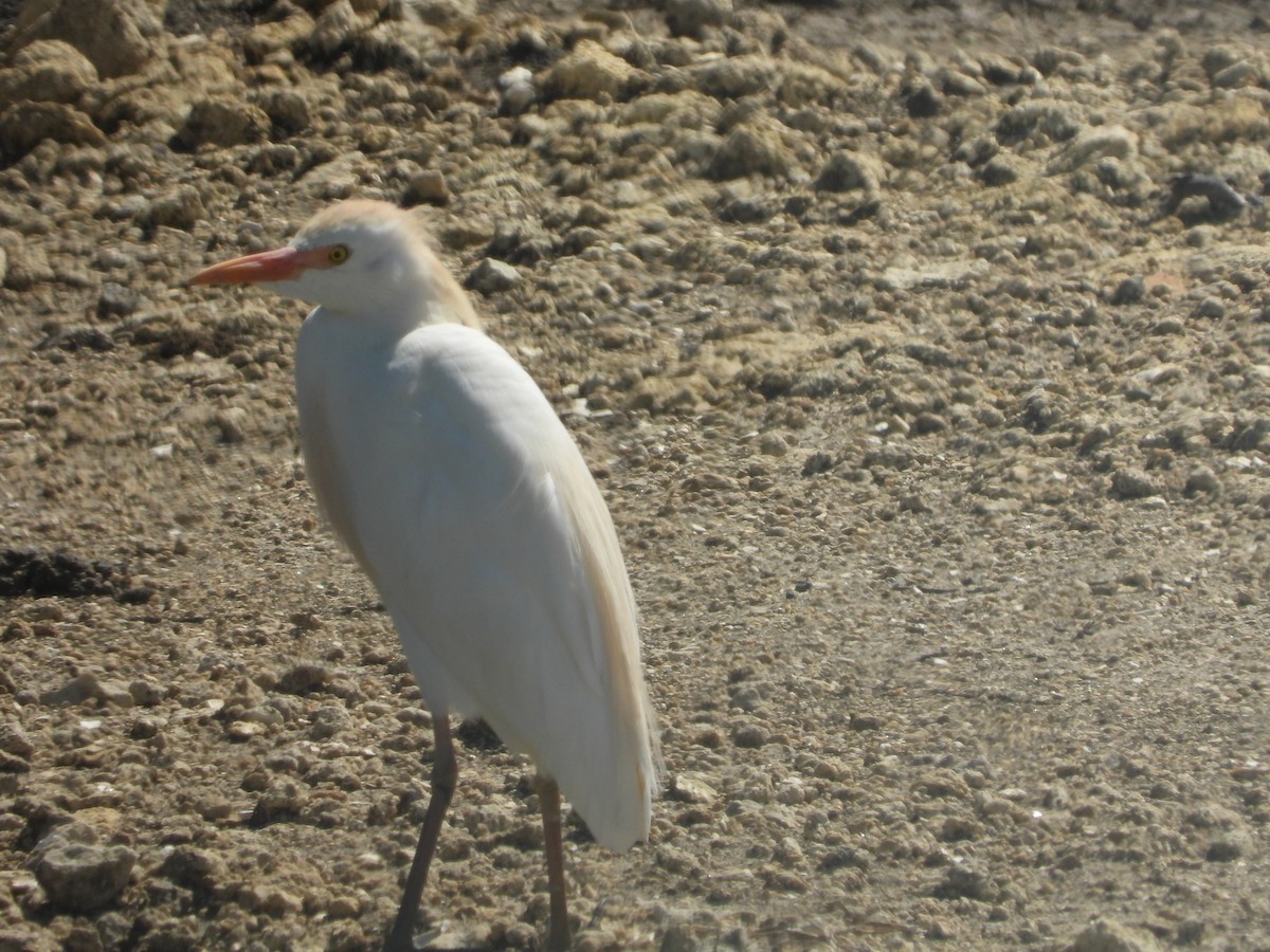 Чапля єгипетська (підвид ibis) - ML616106428
