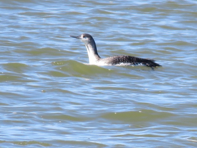 Red-throated Loon - ML616106585