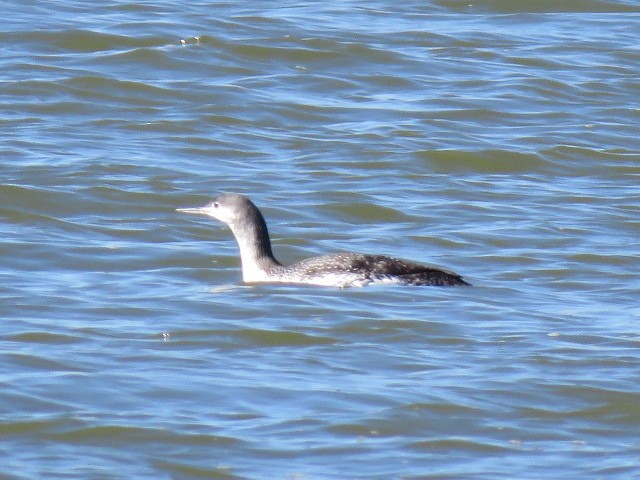 Red-throated Loon - ML616106586