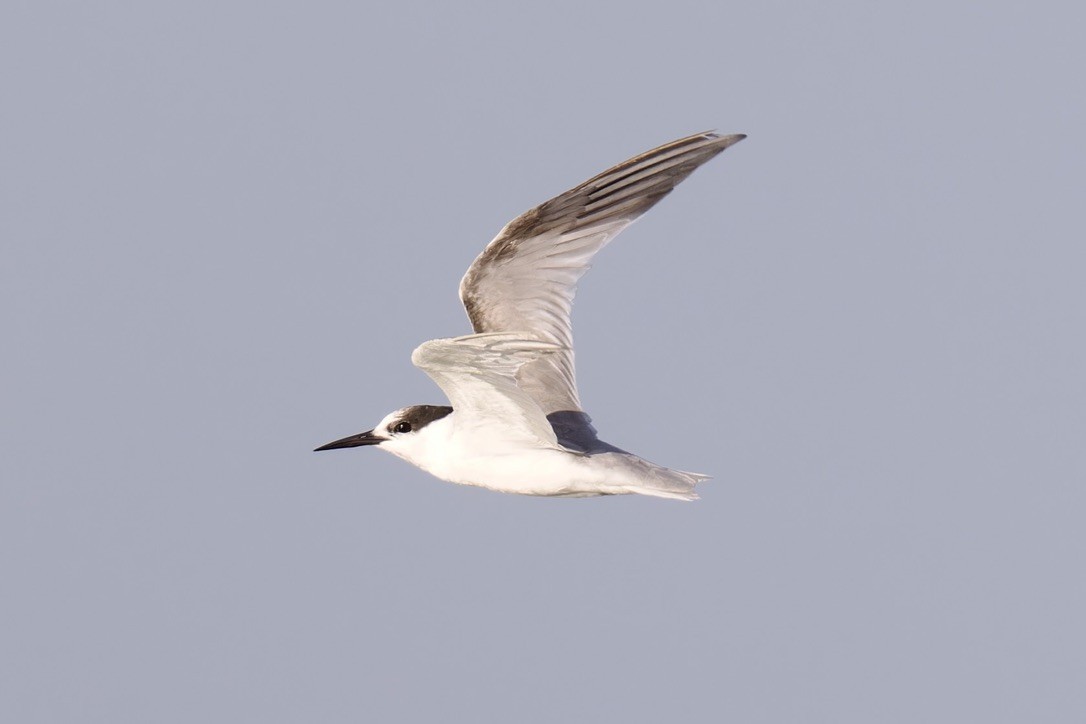 Little Tern - ML616106772
