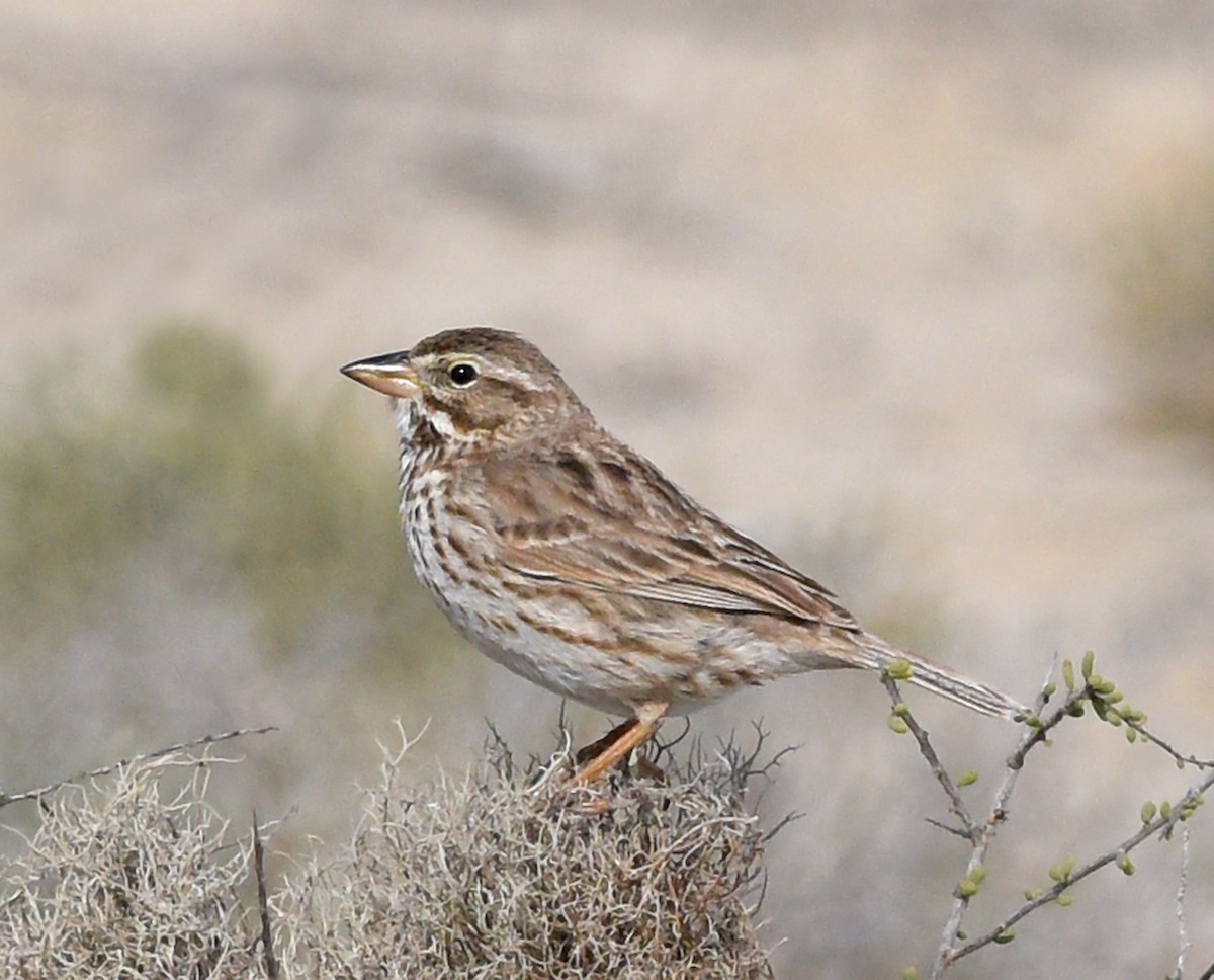 Savannah Sparrow (Large-billed) - ML616106785