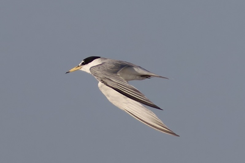 Little Tern - ML616106813