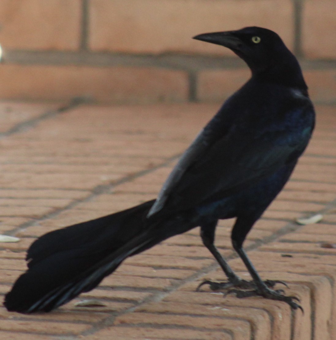 Great-tailed Grackle - ML616106838