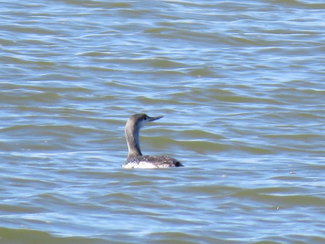 Red-throated Loon - ML616106858