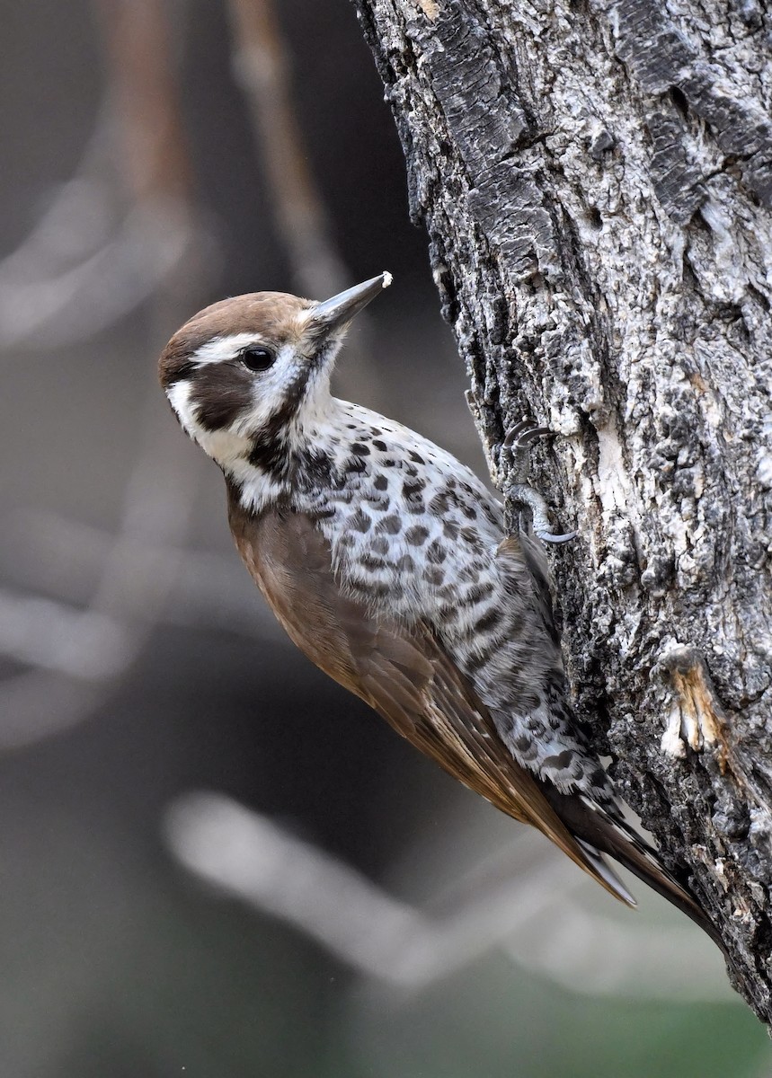 Arizona Woodpecker - ML616107046