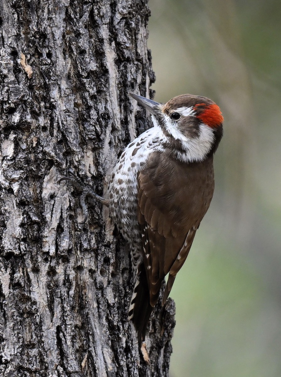 Arizona Woodpecker - Buzz Scher