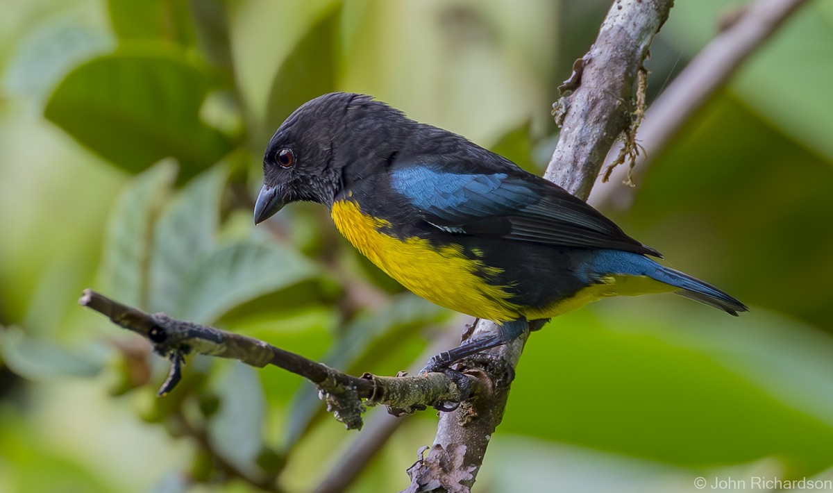 Black-and-gold Tanager - ML616107154