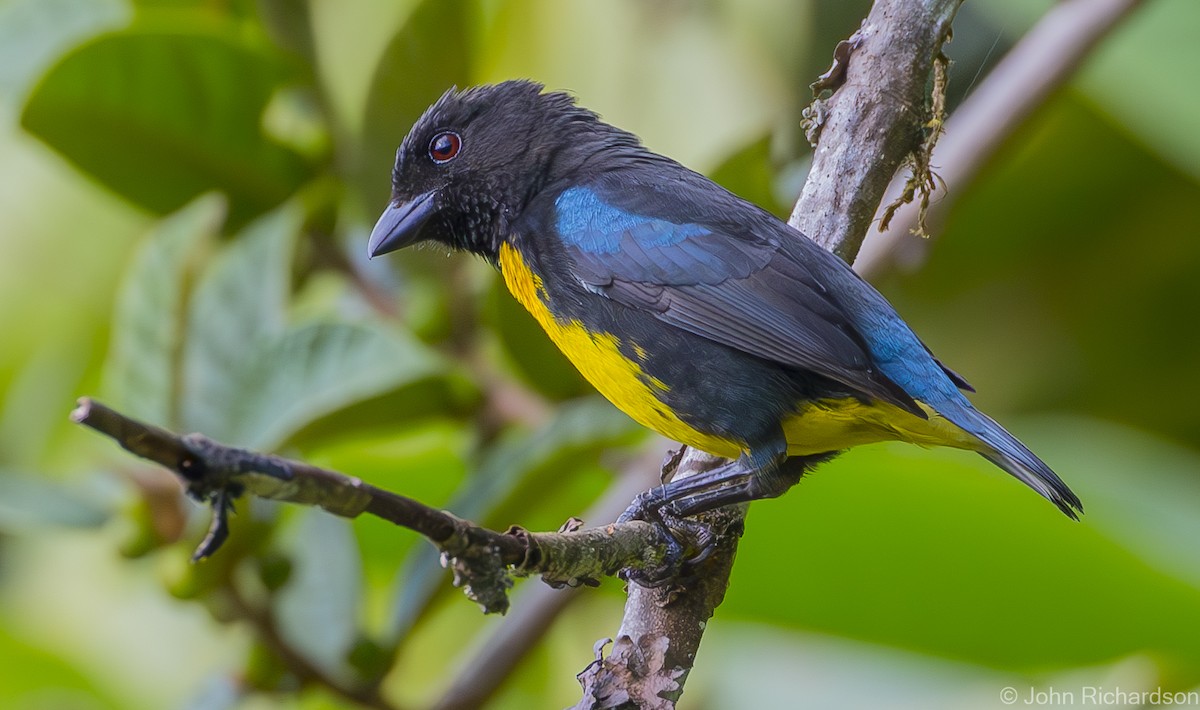 Black-and-gold Tanager - ML616107155