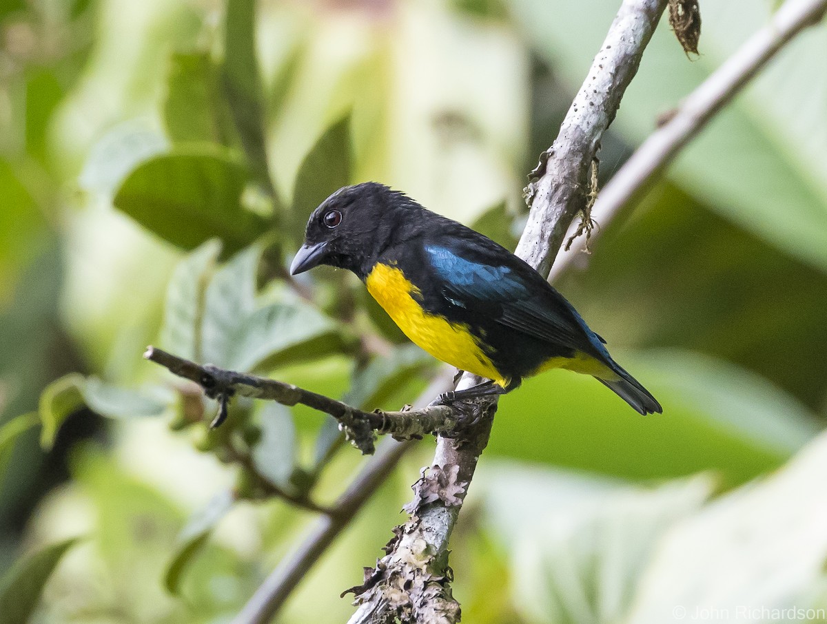 Black-and-gold Tanager - ML616107156