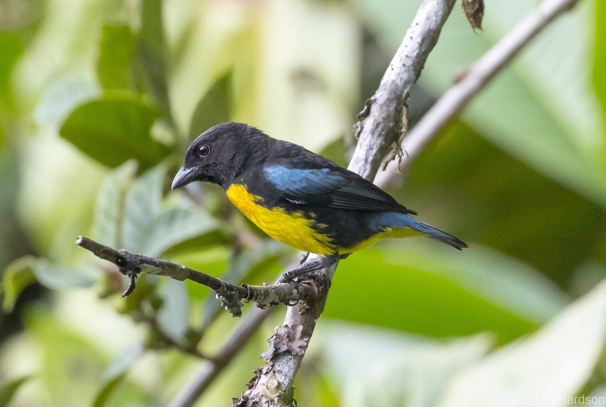 Black-and-gold Tanager - ML616107157