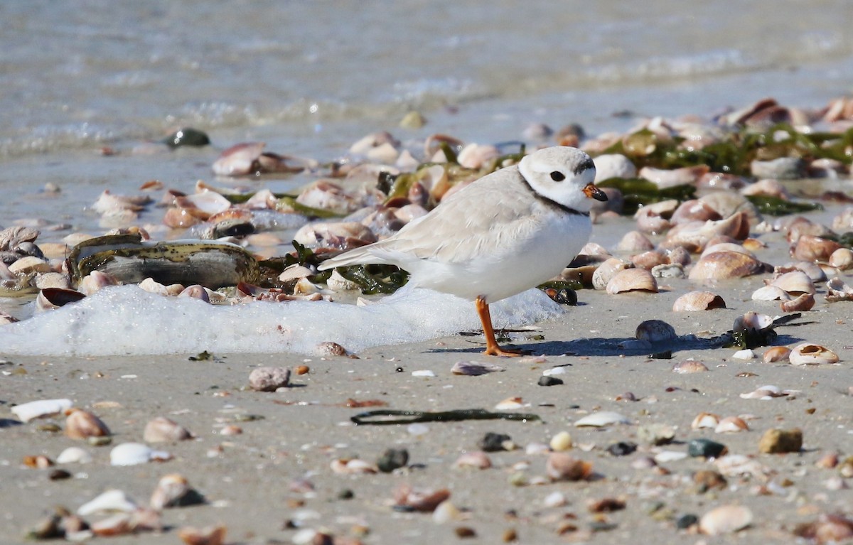 Piping Plover - ML616107204