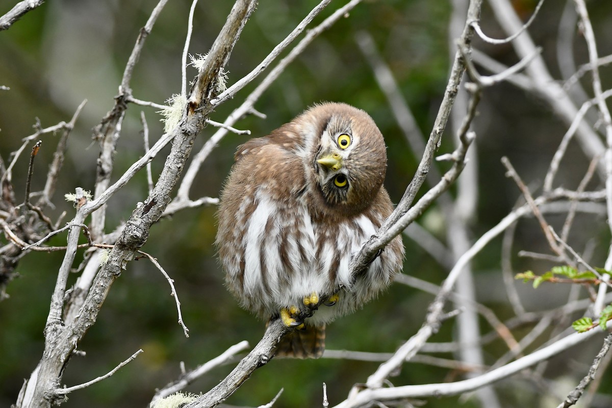 Austral Pygmy-Owl - ML616107206