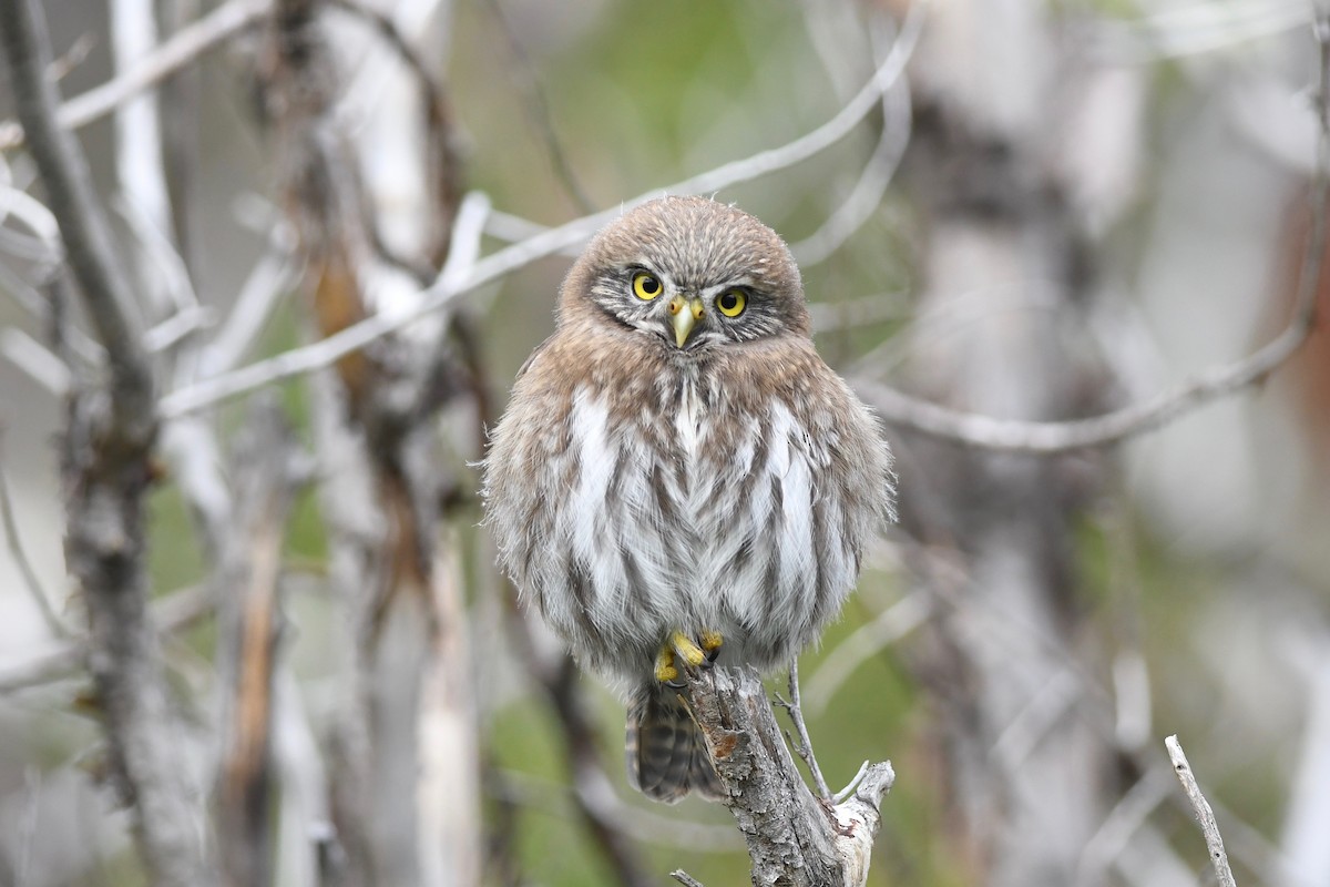 Austral Pygmy-Owl - ML616107207