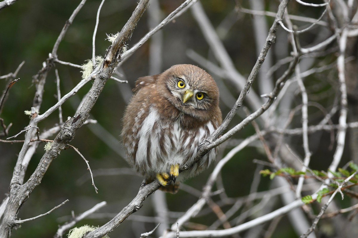 Austral Pygmy-Owl - ML616107208
