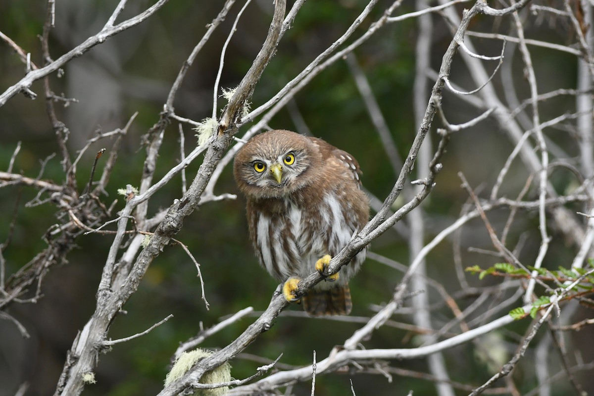 Austral Pygmy-Owl - ML616107209