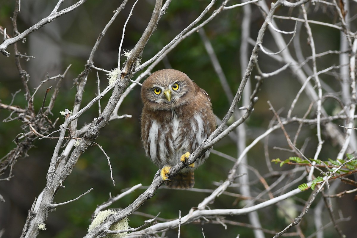 Austral Pygmy-Owl - ML616107210