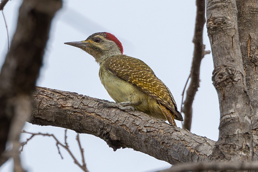 Fine-spotted Woodpecker - ML616107221