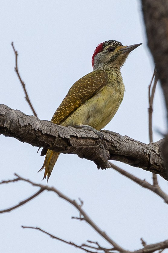 Fine-spotted Woodpecker - Lindsey Napton