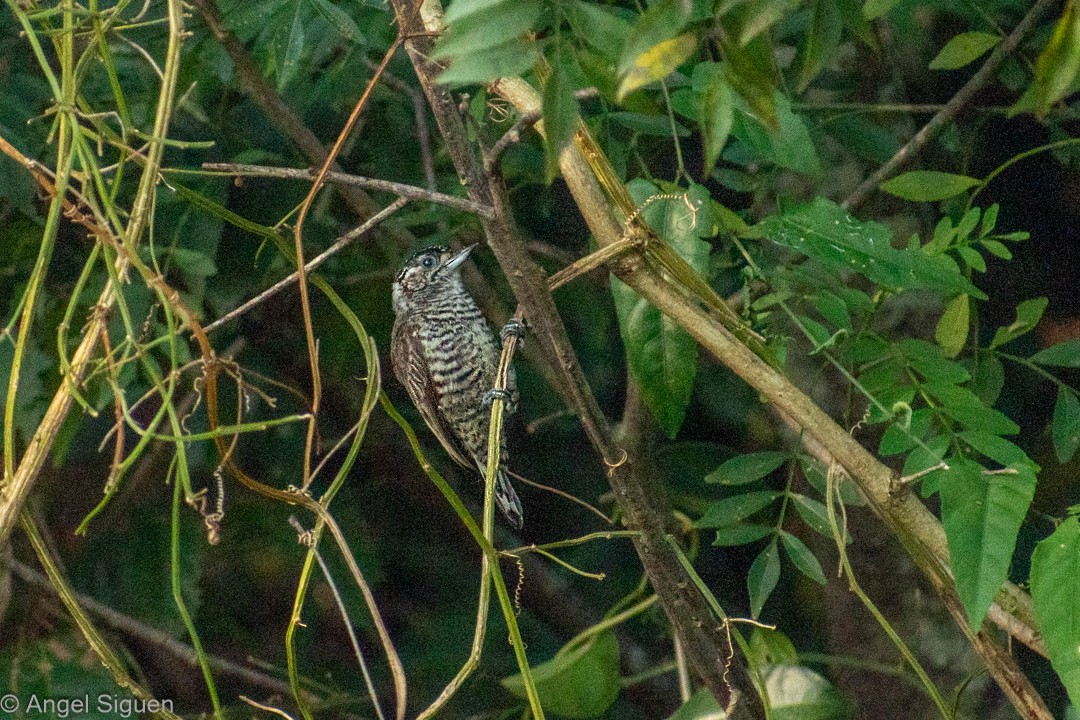 White-barred Piculet - ML616107250