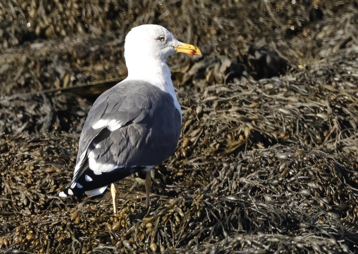Lesser Black-backed Gull - Mark Dennis