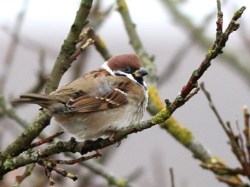 Eurasian Tree Sparrow - ML616107604