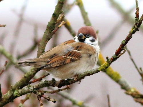Eurasian Tree Sparrow - ML616107611