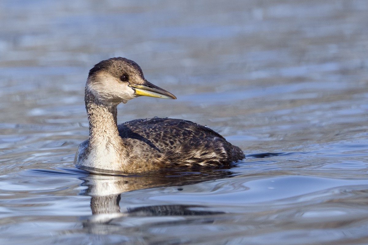 Red-necked Grebe - ML616107932