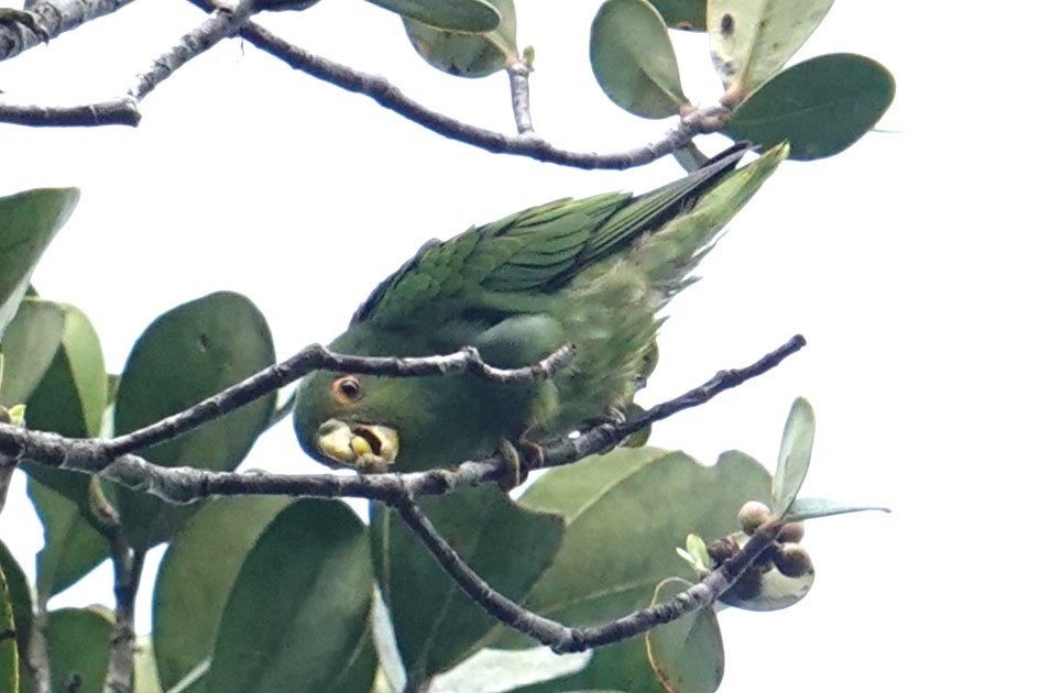 Brown-backed Parrotlet - ML616108209
