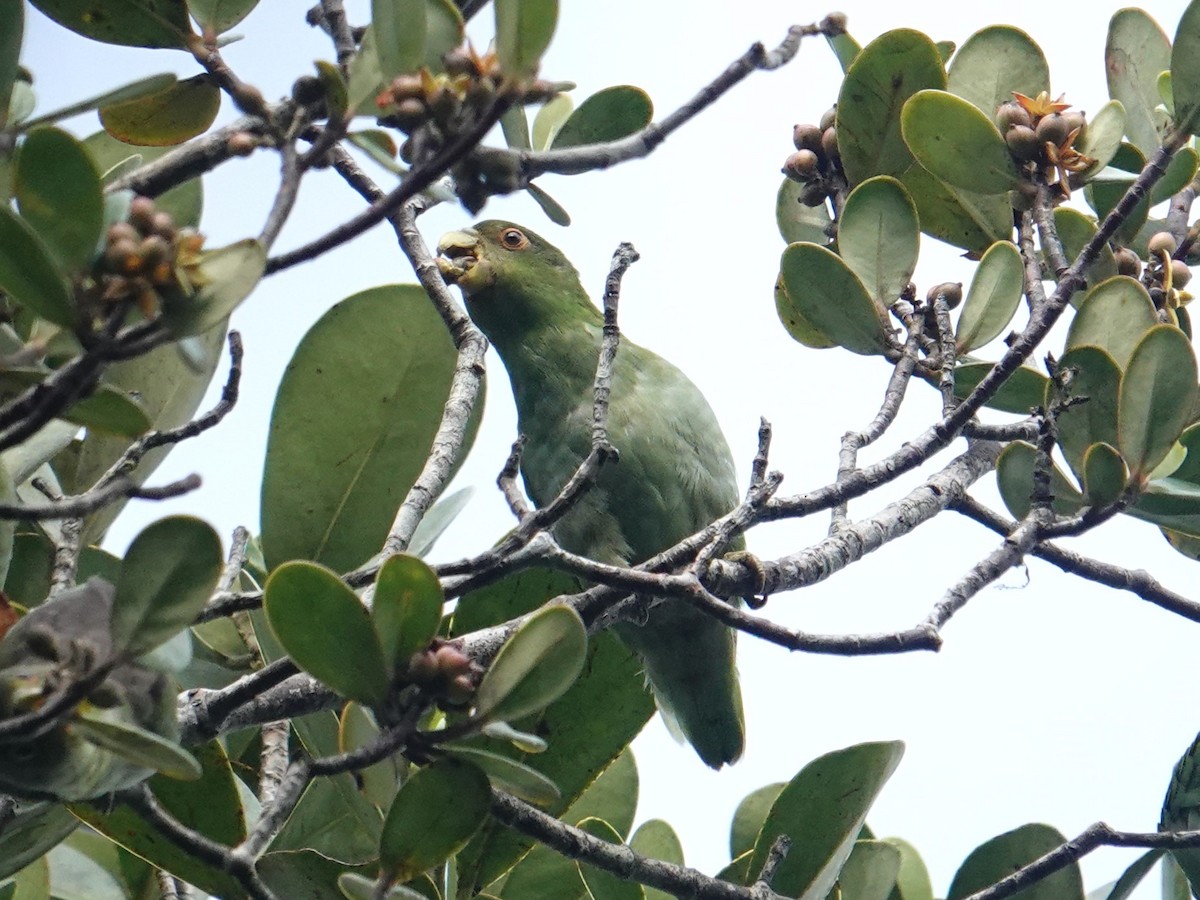 papoušík hnědohřbetý - ML616108214