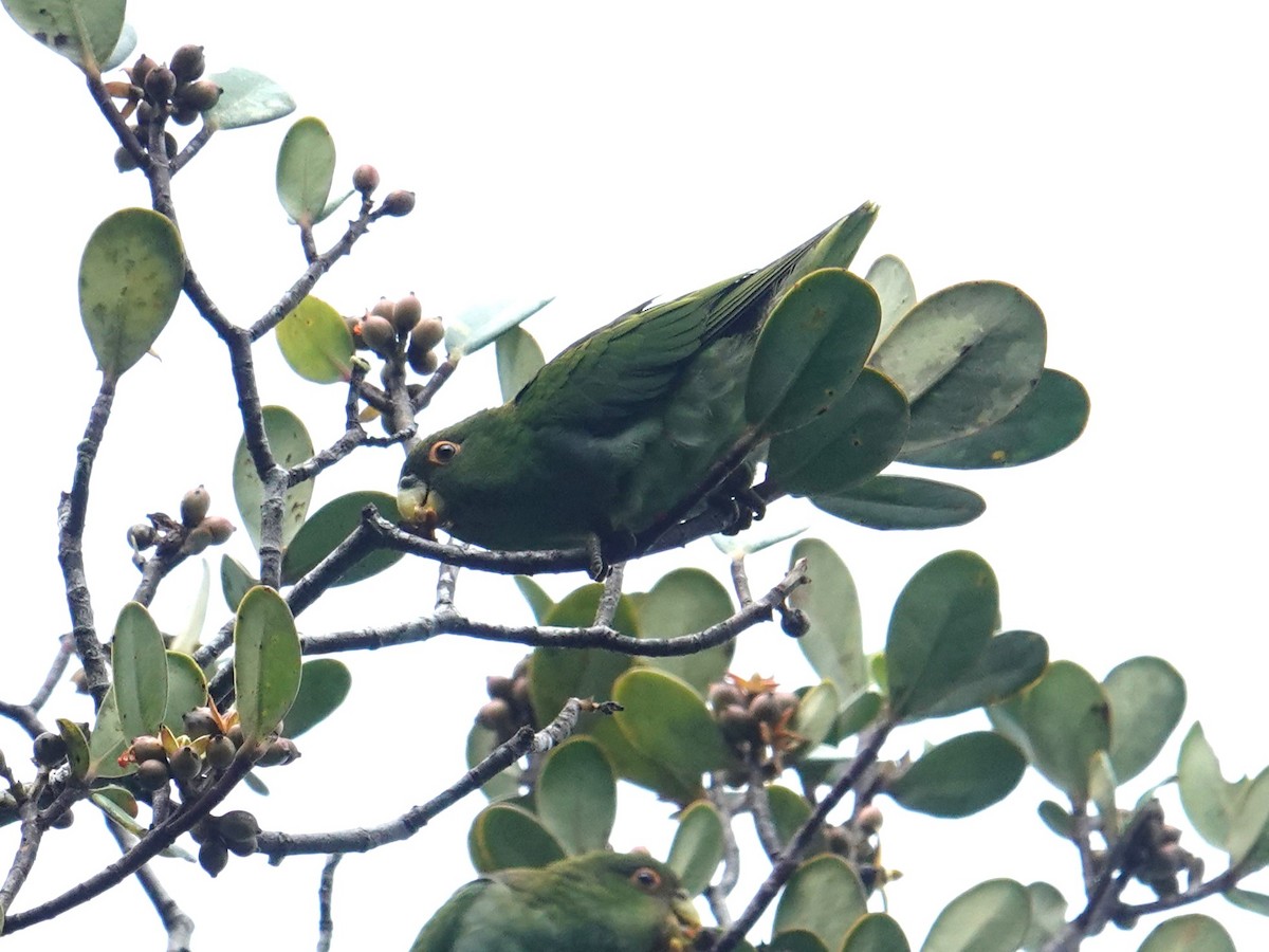Brown-backed Parrotlet - ML616108216