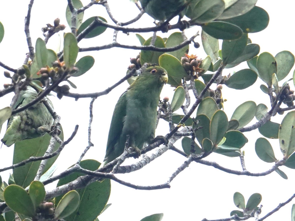 Brown-backed Parrotlet - ML616108217