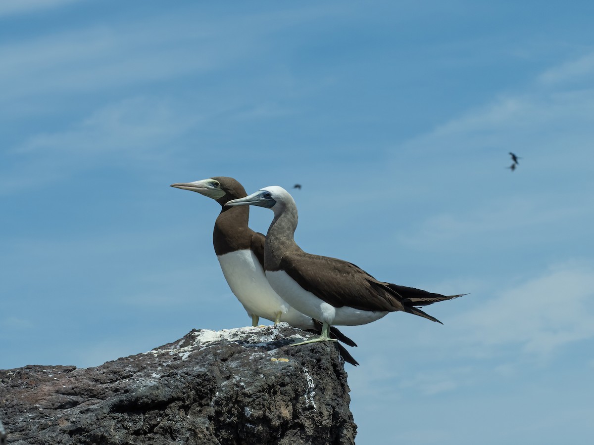 Brown Booby - ML616108286