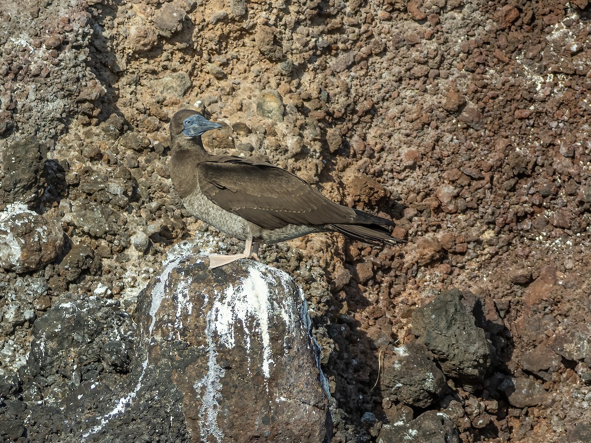 Brown Booby - ML616108288