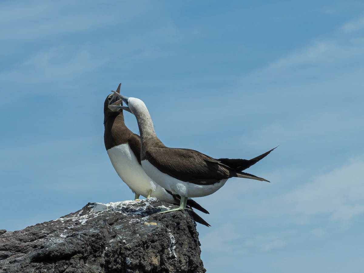 Brown Booby - ML616108289