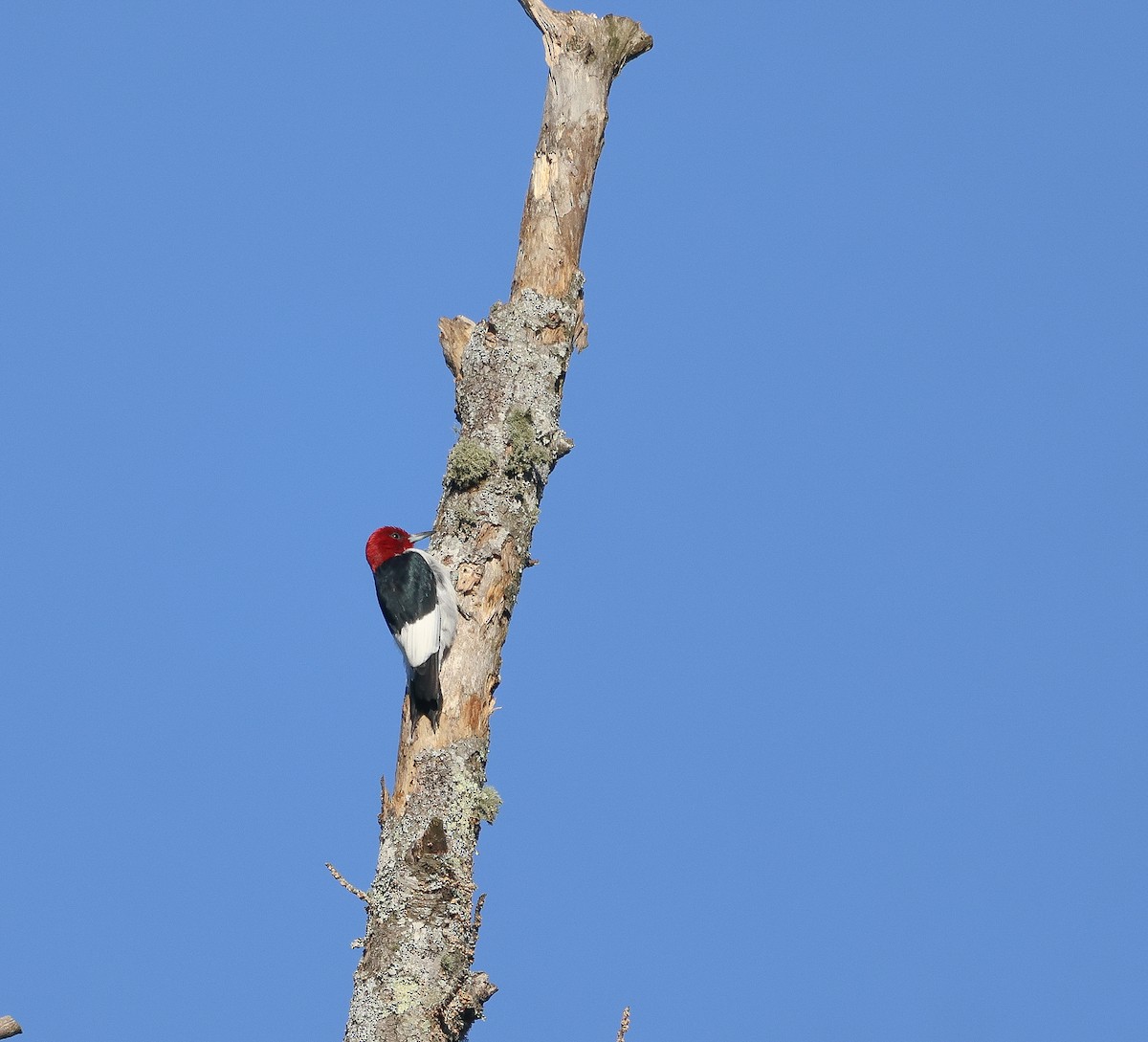 Red-headed Woodpecker - ML616108301