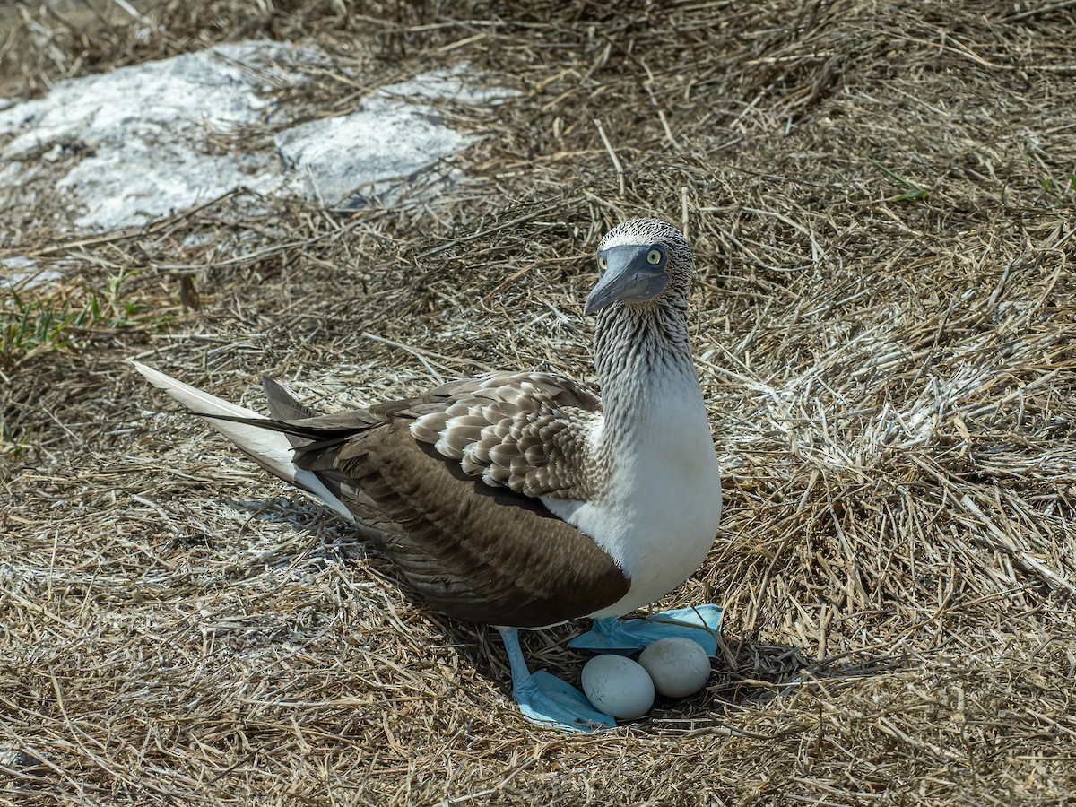 Blue-footed Booby - ML616108314