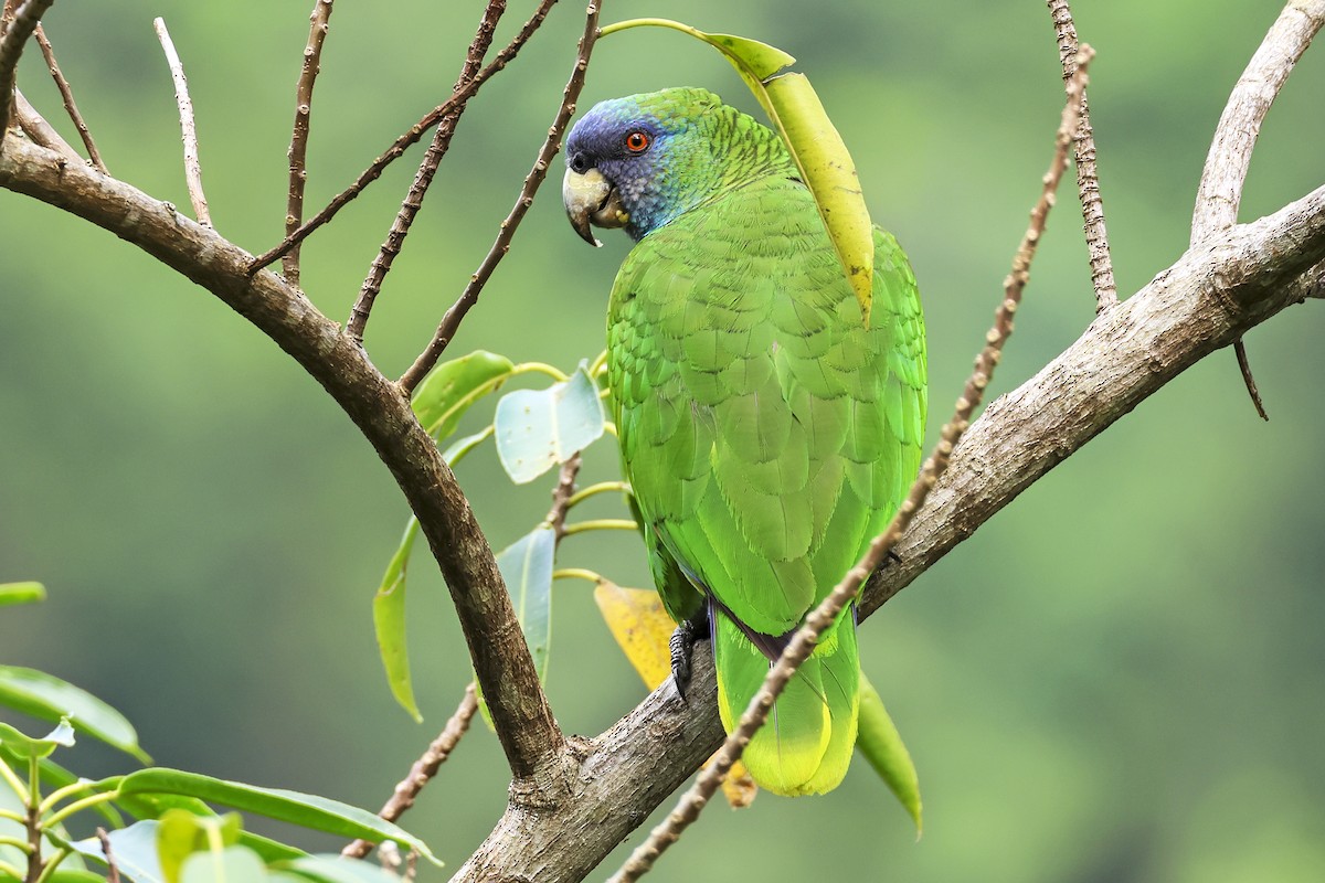 Red-necked Parrot - ML616108321